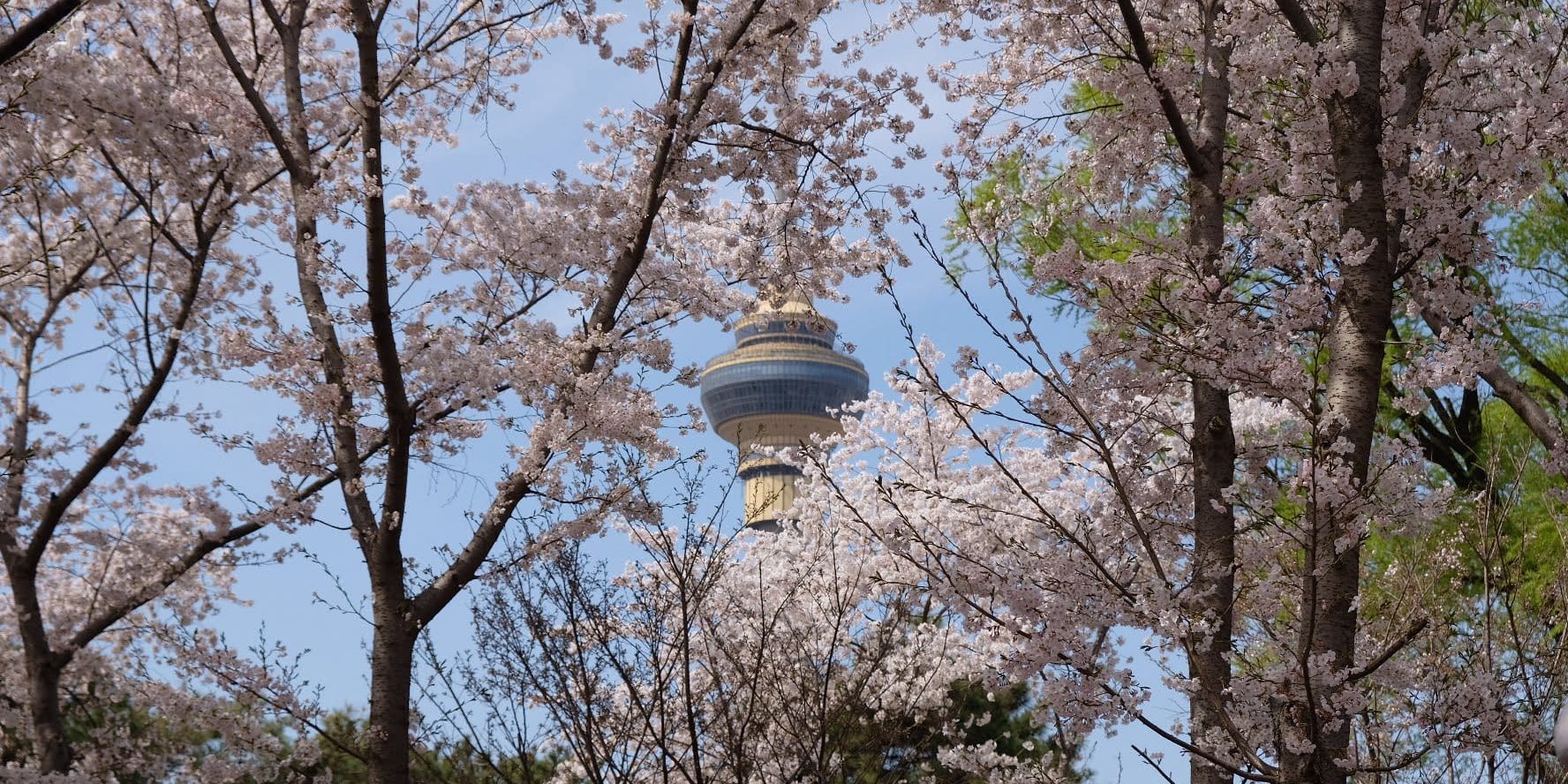 2023北京玉渊潭樱花节